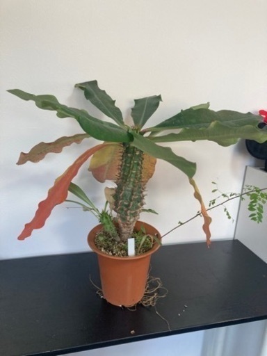 ユーフォルビア ピグエリー 親株 ガーデニング 観葉植物 塊根植物 多肉