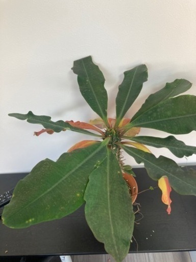 ユーフォルビア　ピグエリー　親株　ガーデニング　観葉植物　塊根植物　多肉植物　ビザールプランツ