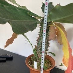 ユーフォルビア サピニー 実生 No.3 塊根植物 ビザールプランツ ユーフォルビア サピニー 実生 No.3 塊根植物 ビザールプランツ