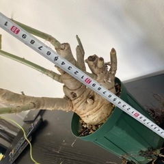 ヤトロファ　スピカータ　観葉植物　塊根植物　多肉植物　ビザールプランツ　生活雑貨 家庭用品 ガーデニング