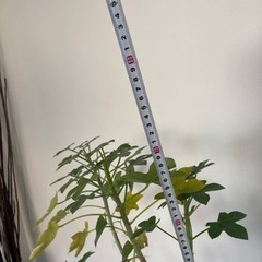 ヤトロファ　スピカータ　観葉植物　塊根植物　多肉植物　ビザールプランツ　生活雑貨 家庭用品 ガーデニング