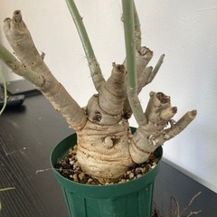 ヤトロファ　スピカータ　観葉植物　塊根植物　多肉植物　ビザールプランツ　生活雑貨 家庭用品 ガーデニング