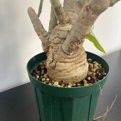 ヤトロファ　スピカータ　観葉植物　塊根植物　多肉植物　ビザールプランツ　生活雑貨 家庭用品 ガーデニング