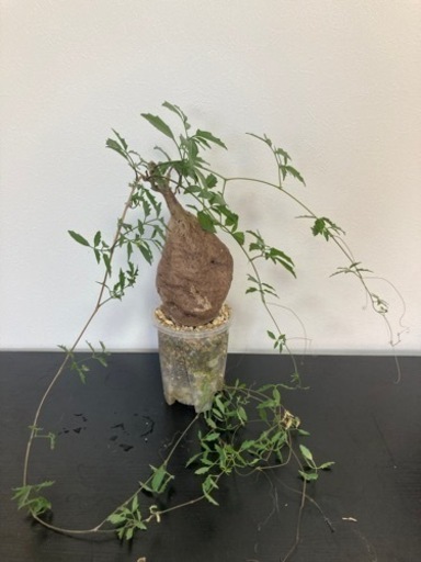 キフォステンマ　エレファントプス　塊根植物　観葉植物　ビザールプランツ　生活雑貨 家庭用品 ガーデニング