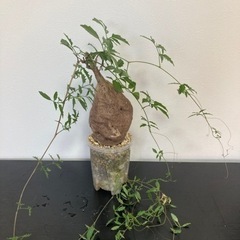 キフォステンマ エレファントプス 塊根植物 観葉植物 ビザールプランツ