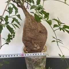 キフォステンマ エレファントプス 塊根植物 観葉植物 ビザールプランツ