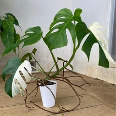 【観葉植物】 モンステラ・ボルシギアナ　アルボ（ホワイトタイガー）ハーフムーン　斑入り