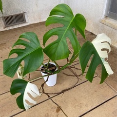 【観葉植物】 モンステラ・ボルシギアナ　アルボ（ホワイトタイガー）ハーフムーン　斑入り