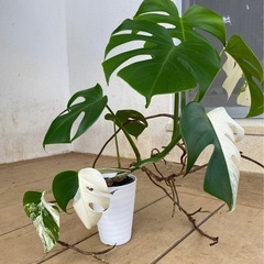 【観葉植物】 モンステラ・ボルシギアナ　アルボ（ホワイトタイガー）ハーフムーン　斑入り