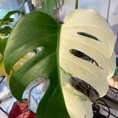 【観葉植物】 モンステラ・ボルシギアナ　アルボ（ホワイトタイガー）ハーフムーン　斑入り