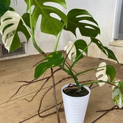 【観葉植物】 モンステラ・ボルシギアナ　アルボ（ホワイトタイガー）ハーフムーン　斑入り