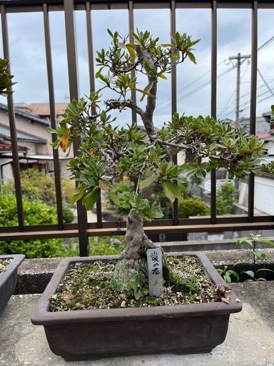 盆栽　貴乃花