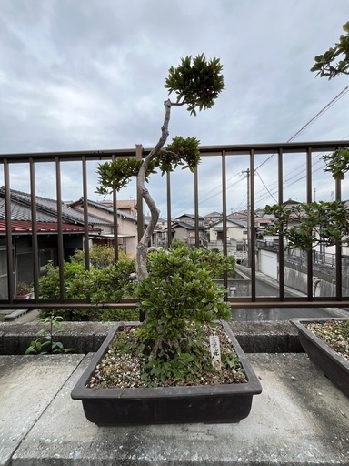 花蓮光