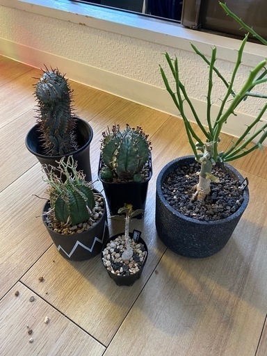 ユーフォルビア5種