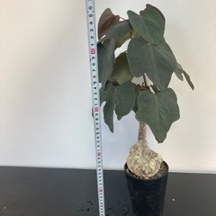 アデニア　ステイローサ　生活雑貨 家庭用品 ガーデニング