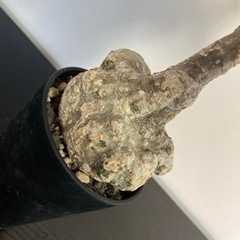 アデニア　ステイローサ　生活雑貨 家庭用品 ガーデニング