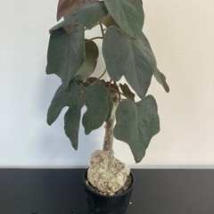 アデニア　ステイローサ　生活雑貨 家庭用品 ガーデニング