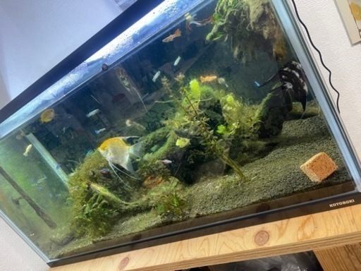 熱帯魚