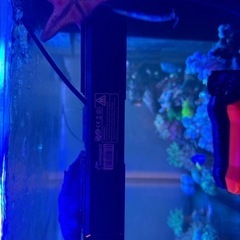 海水魚、サンゴ、ウェーブポンプ(マックススペクト)