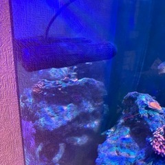 海水魚、サンゴ、ウェーブポンプ(マックススペクト)