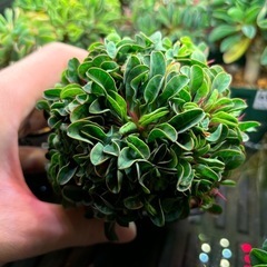 ユーフォルビア　ギラウミニアナ
