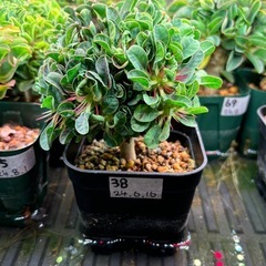 ユーフォルビア　ギラウミニアナ
