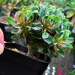 ユーフォルビア　ギラウミニアナ
