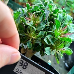 ユーフォルビア　ギラウミニアナ
