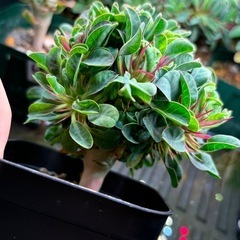 ユーフォルビア　ギラウミニアナ
