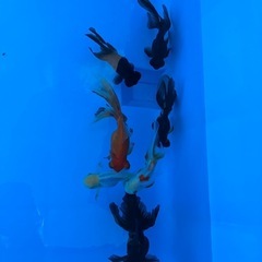 値下げ！水槽 錦鯉 金魚 養魚場 運搬