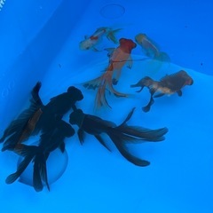 値下げ！水槽 錦鯉 金魚 養魚場 運搬