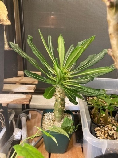 【レア】パキポディウム　アンボンゲンセ　実生苗　塊根植物　観葉植物　多肉植物　ビザールプランツ　生活雑貨 家庭用品 ガーデニング