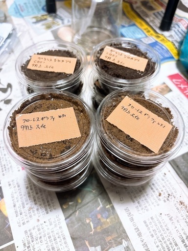 ギラファ幼虫6匹、グラシロ幼虫6匹