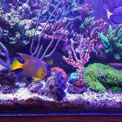 短期間販売 クイーンエンゼル