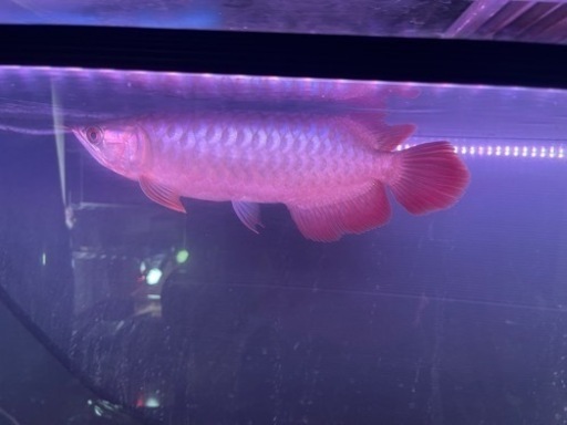 熱帯魚アロワナ