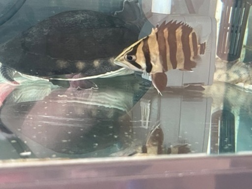 熱帯魚ダトニオ