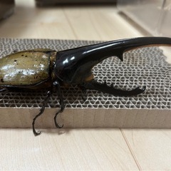 ヘラクレスオオカブト ヘラクレスオオカブト