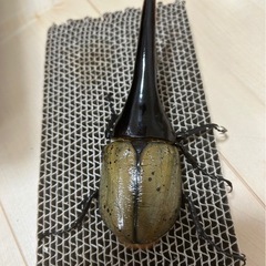 ヘラクレスオオカブト 