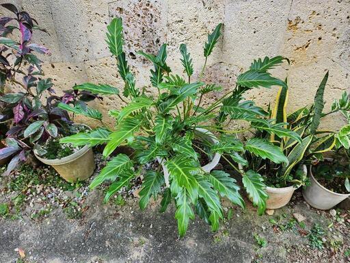 おしゃれ 観葉植物 クッカバラ：フィロデンドロン ジャイアント ザナドゥ 15000円―13000円値下げ