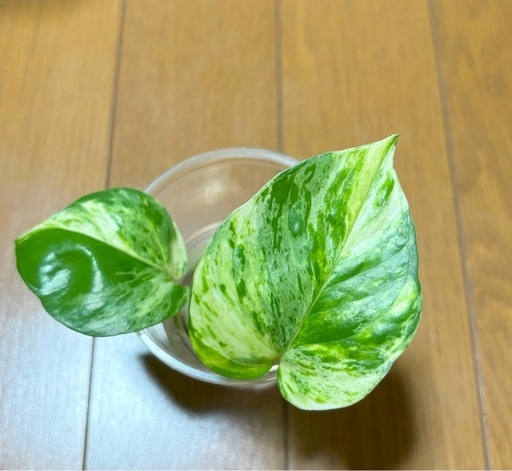 希少　本物のポトス　パステルシャワー　カット苗
