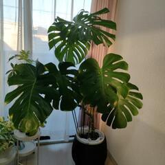 モンステラ(観葉植物)