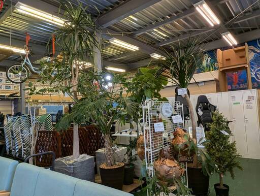 愛品倶楽部柏店】観葉植物 コウモリラン 行き着く トックリラン 愛品倶楽部柏店】観葉植物 コウモリラン 行き着く トックリラン