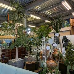 FH-9200DVD-【愛品倶楽部柏店】観葉植物 コウモリラン トックリラン 