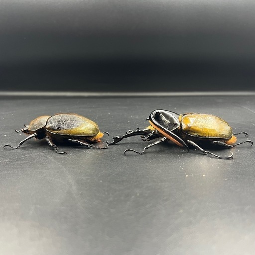 【即ブリ‼︎ペア】DHリッキー♂107mm♀65mm/親種・血の入れ替え等にも ※送料事前連絡にて変更可 ※直接受け渡しに変更可