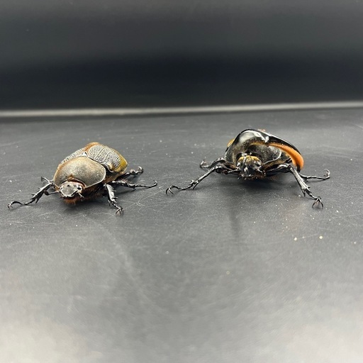【即ブリ‼︎ペア】DHリッキー♂107mm♀65mm/親種・血の入れ替え等にも ※送料事前連絡にて変更可 ※直接受け渡しに変更可