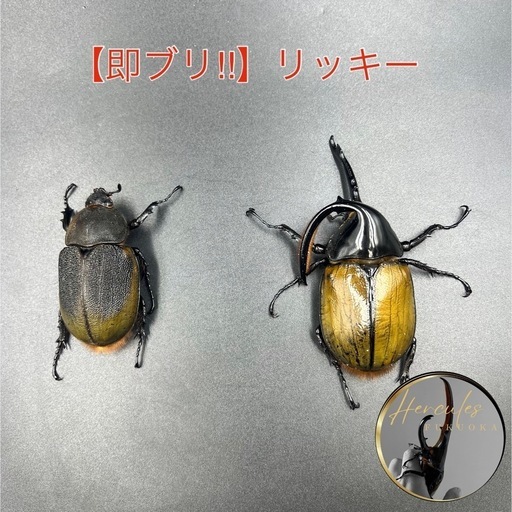 【即ブリ‼︎ペア】DHリッキー♂107mm♀65mm/親種・血の入れ替え等にも ※送料事前連絡にて変更可 ※直接受け渡しに変更可