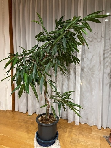 ショナンゴムの木　大型　10号　観葉植物　ガーデニング