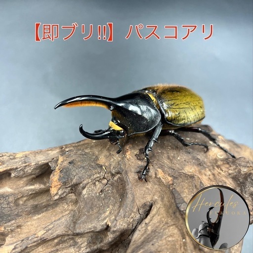 【即ブリ‼︎】DHパスコアリ♂単91mm ※送料事前連絡にて変更可 ※直接受け渡しに変更可