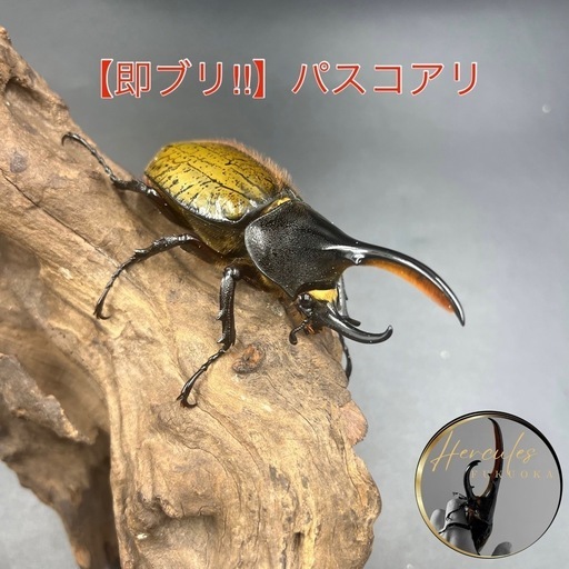 【即ブリ‼︎】DHパスコアリ♂単90mm※送料事前連絡にて変更可 ※直接受け渡しに変更可
