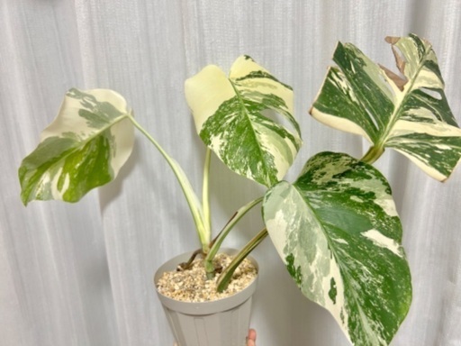 観葉植物 モンステラ 斑入り (お引き取り決まりました)